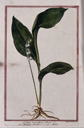 Lily-of-the-valley (Convallaria majalis L.): entire flowering plant. Coloured etching by M. Bouchard, 1772.