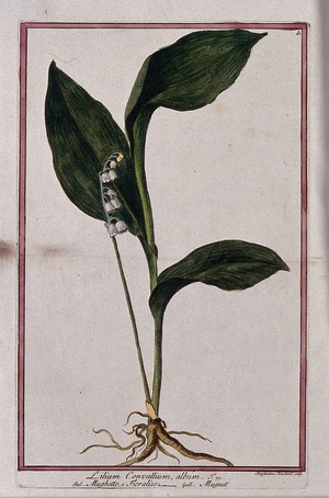 view Lily-of-the-valley (Convallaria majalis L.): entire flowering plant. Coloured etching by M. Bouchard, 1772.