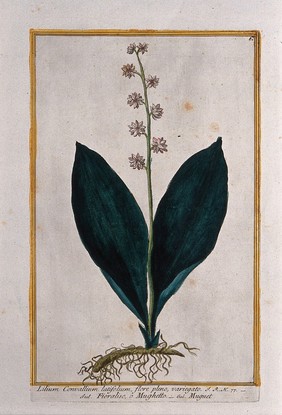 Lily-of-the-valley (Convallaria species): entire flowering plant. Coloured etching by M. Bouchard, 1772.