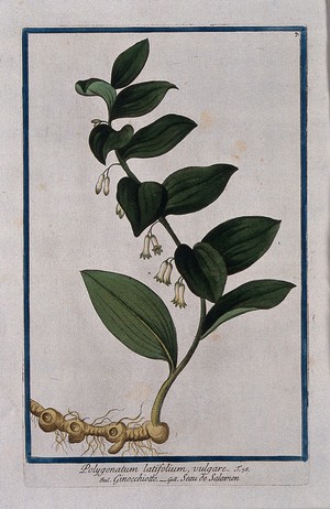 view Solomon's seal (Polygonatum odoratum (Mill.) Druce): entire flowering plant. Coloured etching by M. Bouchard, 1772.