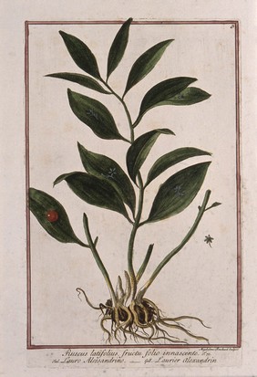 Butcher's broom (Rucus aculeatus L.): entire flowering plant with separate berry and immature fruit. Coloured etching by M. Bouchard, 1772.