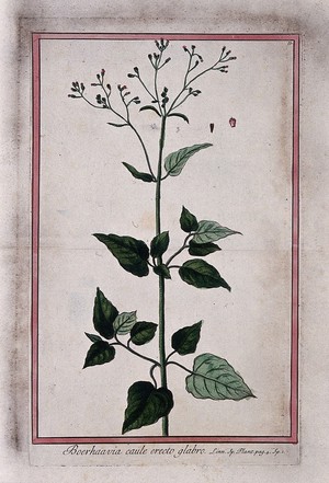 view A species of Boerhavia: entire flowering plant with separate fruit. Coloured etching by M. Bouchard, 1772.