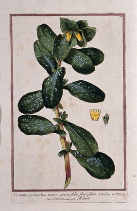 A plant (Cerinthe retorta Sibth. & Sm.): flowering plant with separate fruit and flower section. Coloured etching by M. Bouchard, 1772.