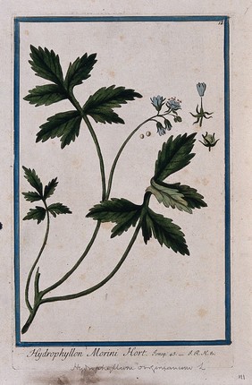 Virginia waterleaf (Hydrophyllum virginianum L.): flowering plant with separate flower, fruit and seeds. Coloured etching by M. Bouchard, 1772.