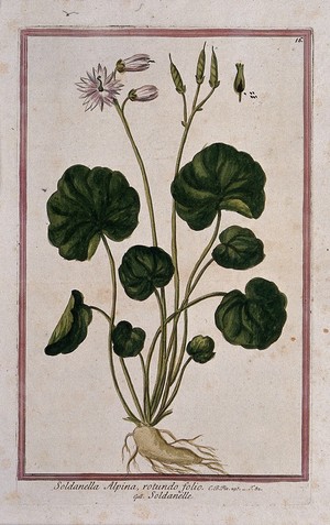 view Soldanella alpina: entire flowering and fruiting plant with separate fruit and seeds. Coloured etching by M. Bouchard, 1772.