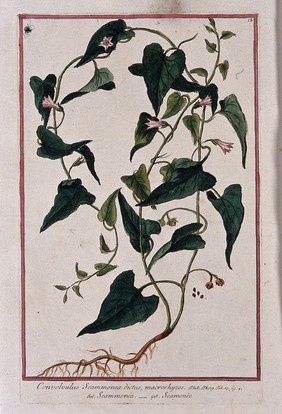 Scammony (Convolvulus scammonia L.): entire flowering and fruiting plant with separate seeds. Coloured etching by M. Bouchard, 1772.