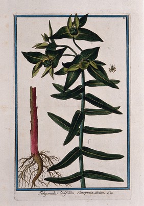 A plant (Euphorbia sp.): flowering and fruiting plant with separate rootstock and flower. Coloured etching by M. Bouchard, 1772.