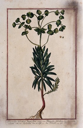 A plant (Euphorbia sp.): entire flowering plant with separate fruit and flower. Coloured etching by M. Bouchard, 1772.