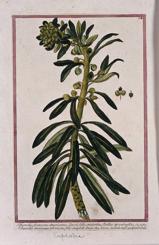 A plant (Euphorbia sp.): flowering plant with separate flower and fruit. Coloured etching by M. Bouchard, 1772.