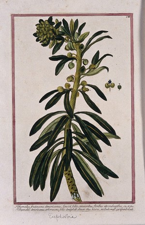 view A plant (Euphorbia sp.): flowering plant with separate flower and fruit. Coloured etching by M. Bouchard, 1772.