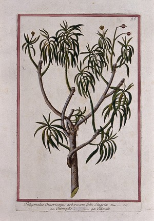 view A plant (Euphorbia sp.): flowering and fruiting tree. Coloured etching by M. Bouchard, 1772.