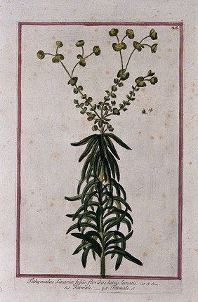 A plant (Euphorbia sp.): flowering plant with separate flower and fruit. Coloured etching by M. Bouchard, 1772.