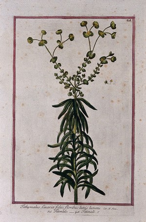 view A plant (Euphorbia sp.): flowering plant with separate flower and fruit. Coloured etching by M. Bouchard, 1772.