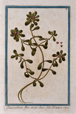 view A plant (a species of Primulaceae): entire flowering plant with separate flower sections. Coloured etching by M. Bouchard, 1772.