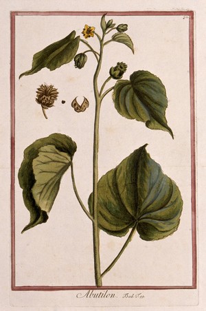 view A mallow plant (Abutilon sp.): flowering and fruiting plant with separate fruit and seed. Coloured etching by M. Bouchard, 1772.