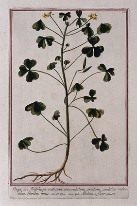 Cape shamrock or yellow sorrel (Oxalis corniculata L.): entire flowering and fruiting plant. Coloured etching by M.Bouchard, 1772.