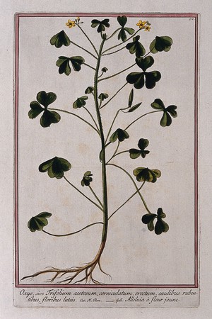 view Cape shamrock or yellow sorrel (Oxalis corniculata L.): entire flowering and fruiting plant. Coloured etching by M.Bouchard, 1772.