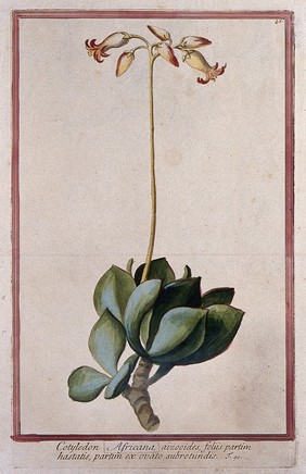 A plant (a species of Crassulaceae): entire flowering plant. Coloured etching by M. Bouchard, 1772.