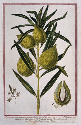 Dogbane (Apocynum sp.): fruiting stem with separate flower cluster, sectioned fruit and seeds. Coloured etching by M. Bouchard, 1772.