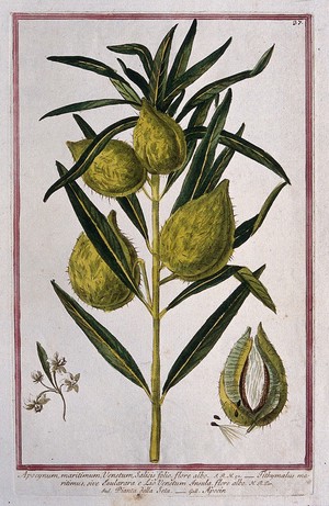 view Dogbane (Apocynum sp.): fruiting stem with separate flower cluster, sectioned fruit and seeds. Coloured etching by M. Bouchard, 1772.