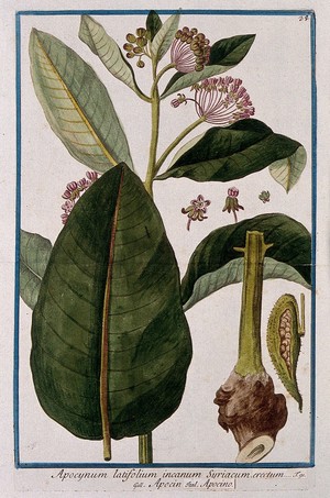 view Dogbane (Apocynum erectum Vell.): flowering stem with separate leaf, rhizome swelling, fruit and sectioned flower. Coloured etching by M. Bouchard, 1772.
