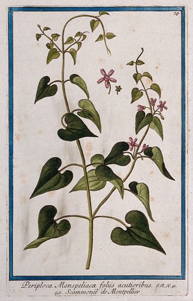 Silkvine (Periploca sp.): flowering stem with separate flowers. Coloured etching by M. Bouchard, 1772.