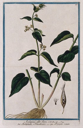 A plant (Vincetoxicum officinale Moench.): flowering plant with roots and separate fruit and seed. Coloured etching by M. Bouchard, 1772.