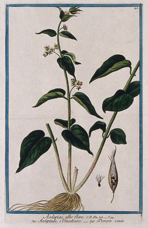 view A plant (Vincetoxicum officinale Moench.): flowering plant with roots and separate fruit and seed. Coloured etching by M. Bouchard, 1772.