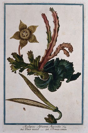 Stapelia hirsuta: entire flowering plant with separate fruit and seed. Coloured etching by M. Bouchard, 1772.