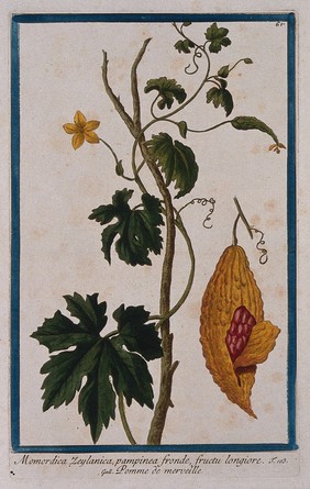 Balsam apple (Momordica balsamina L.): flowering and fruiting twining stem with separate fruit showing enclosed seeds. Coloured etching by M. Bouchard, 1772.