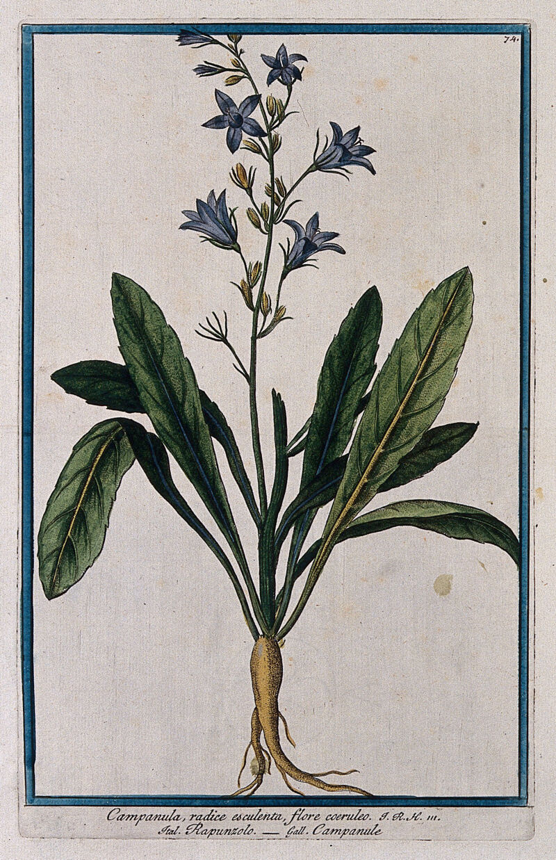 Rampion (Campanula rapunculus L.): entire plant. Coloured by Bouchard. | Wellcome Collection