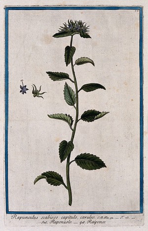 view A bellflower (Campanula rapunculoides L.): flowering stem with separate flower sections. Coloured etching by M. Bouchard, 1772.