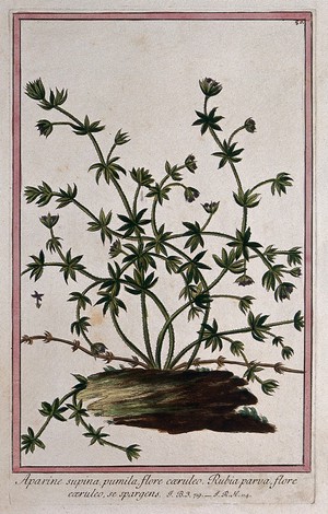 view A type of bedstraw (Galium sp.): flowering stems arising from piece of wood with separate flower. Coloured etching by M. Bouchard, 1772.