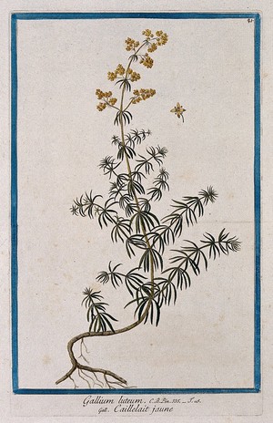 view Lady's bedstraw (Galium verum L.): entire flowering plant with separate enlarged flower. Coloured etching by M. Bouchard, 1772.