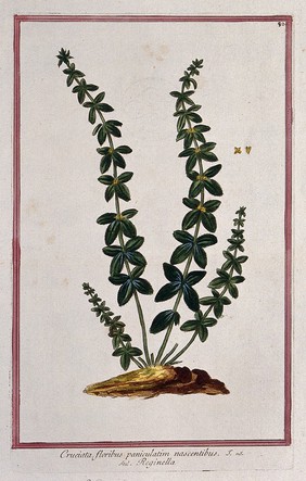 Crosswort (Galium cruciata (L.) Scop.): flowering stems arising from earth mound with separate flower sections. Coloured etching by M. Bouchard, 1772.