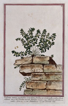 Crosswort (Galium cruciata (L.) Scop.): flowering plants rooted in joints of stone wall with separate flower sections. Coloured etching by M. Bouchard, 1772.