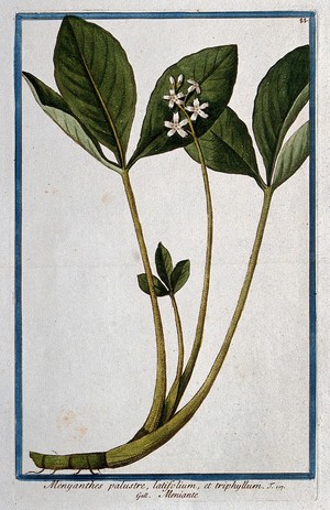 view Bogbean or buckbean (Menyanthes trifoliata L.): flowering and leafy stems with part of rhizome. Coloured etching by M. Bouchard, 1772.