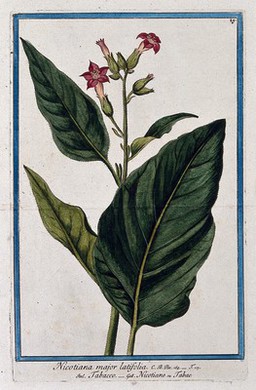 Tobacco (Nicotiana sp.): flowering stem with separate leaf. Coloured etching by M. Bouchard, 1772.