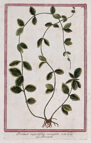 view Periwinkle (Vinca sp.): entire sterile plant. Coloured etching by M. Bouchard, 1772.