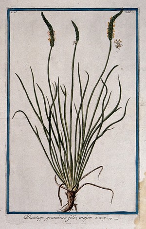 view Plantain or ribwort (Plantago sp.): flowering plant with separate flower. Coloured etching by M. Bouchard, 1774.