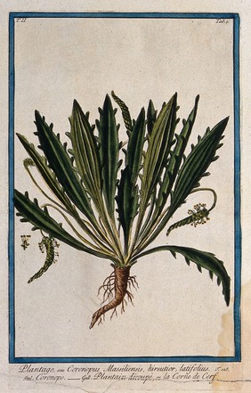 Buck's horn plantain (Plantago coronopus L.): entire flowering plant with separate flower. Coloured etching by M. Bouchard, 1774.