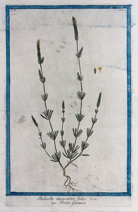 A species of the plant family Rubiaceae: entire flowering plant with separate floral sections. Coloured etching by M. Bouchard, 1774.