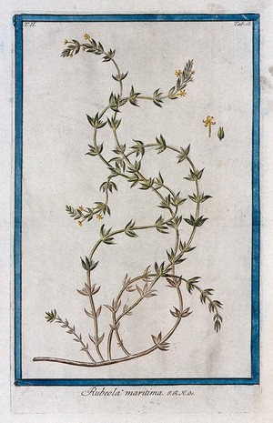 view Crucianella maritima L.: flowering stem with separate floral sections. Coloured etching by M. Bouchard, 1774.