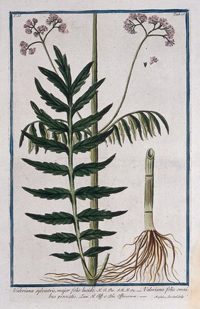 Valerian (Valeriana officinalis L.): flowering stem with separate rooting stem and floral sections. Coloured etching by M. Bouchard, 1774.