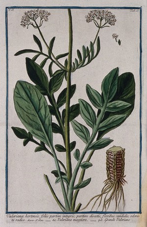 view Valerian (Valeriana dioscoriodes Sibth.): flowering stem with separate rooting stem and floral sections. Coloured etching by M. Bouchard, 1774.