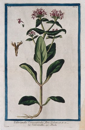 Corn Salad (Valerianella olitoria Pollich.): entire flowering plant with separate floral sections. Coloured etching by M. Bouchard, 1774.