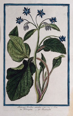 view Borage (Borago officinalis L.): flowering stem. Coloured etching by M. Bouchard, 1774.