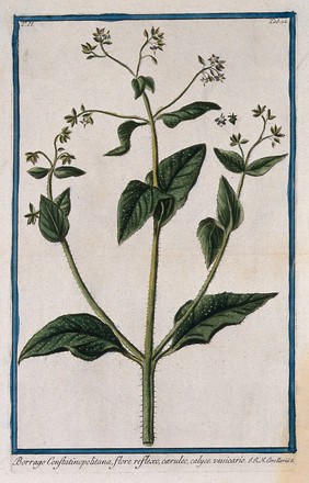 A plant (Borago sp.) related to borage: flowering and fruiting stem with separate floral sections. Coloured etching by M. Bouchard, 1774.