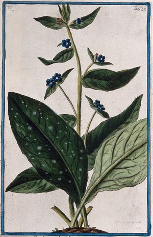 view Bugloss (a species of the genus Anchusa L.): flowering stem and separate leaves arising from earth mound. Coloured etching by M. Bouchard, 1774.