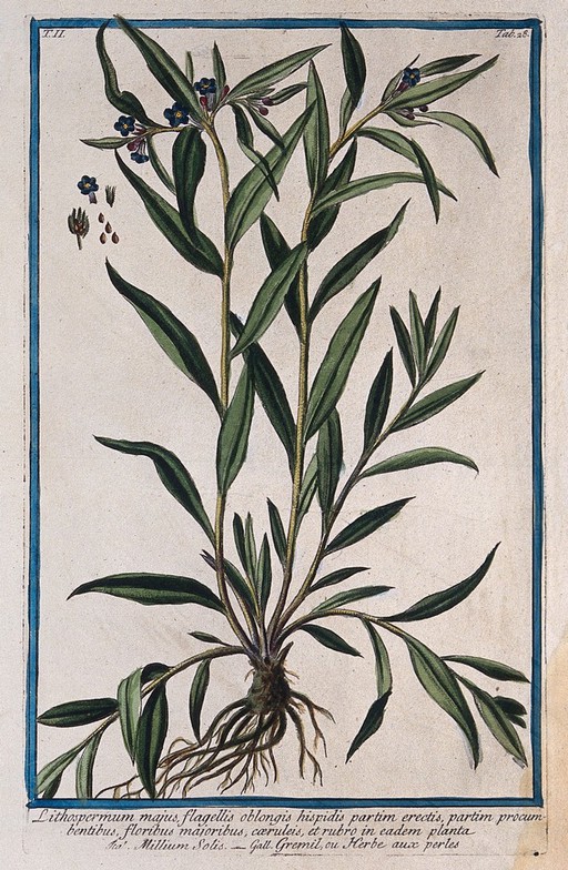 Gromwell (Lithospermum officinale L.): entire flowering plant with separate flower, fruit and seeds. Coloured etching by M. Bouchard, 1774.